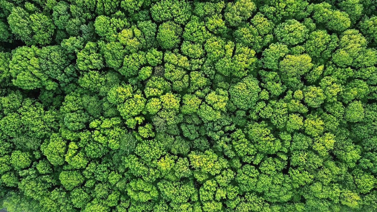 envision-forest-from-above.jpg